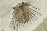 Spiny Trilobite (Kettneraspis) - Black Cat Mountain, Oklahoma #241414-4